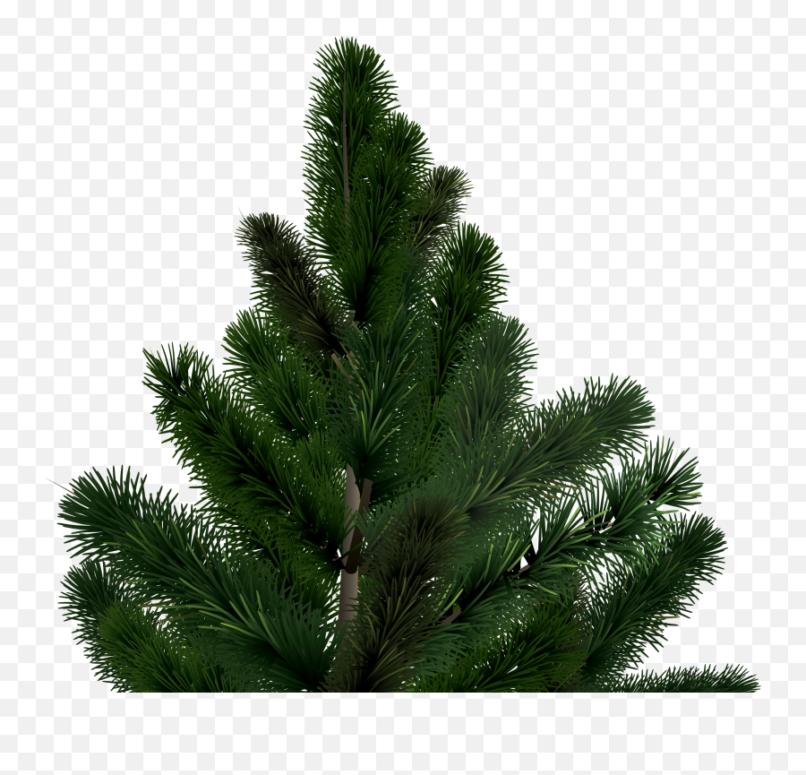 43 Fir - Png,Free Tree Png