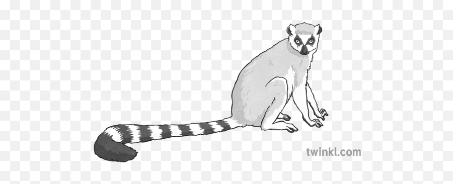 Lemur Black And White 1 Illustration - Corel Draw X5 Png,Lemur Png