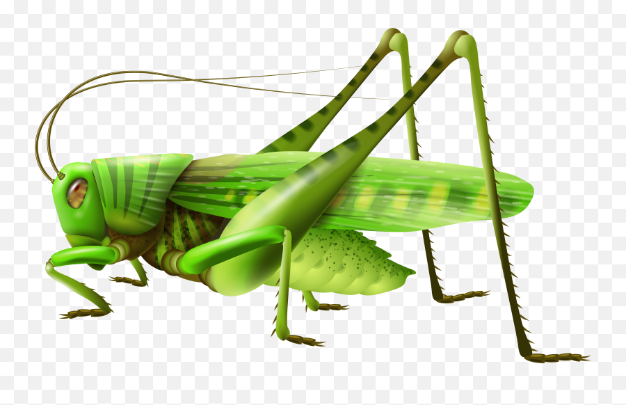 Grasshopper Icon Clipart - Grasshopper Png,Insects Png