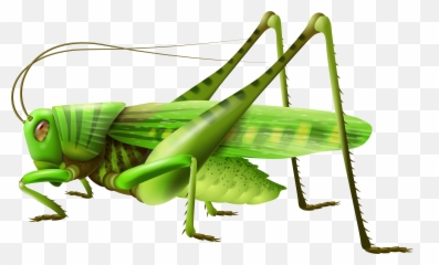 Grasshopper Icon Clipart - Png