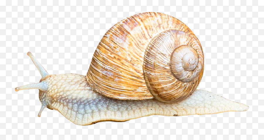 Snail Png Image For Free Download - Portable Network Graphics,Snail Png