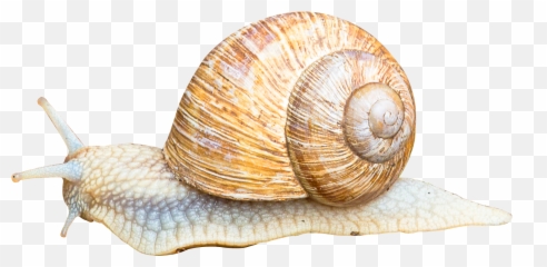 Snail Png Image For Free Download - Portable Network Graphics,Snail Png