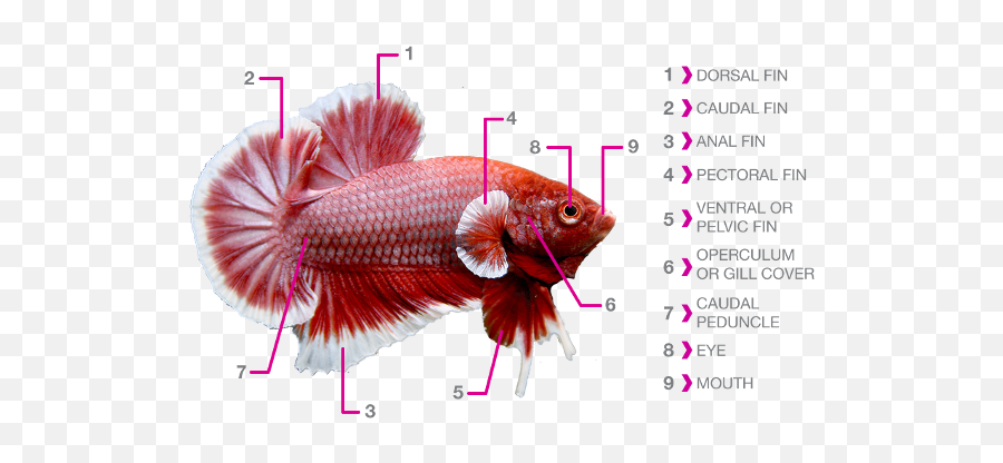 Parts Of Betta Fish Png
