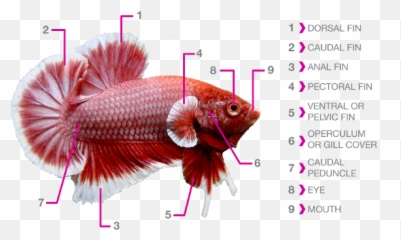 Parts Of Betta Fish Png