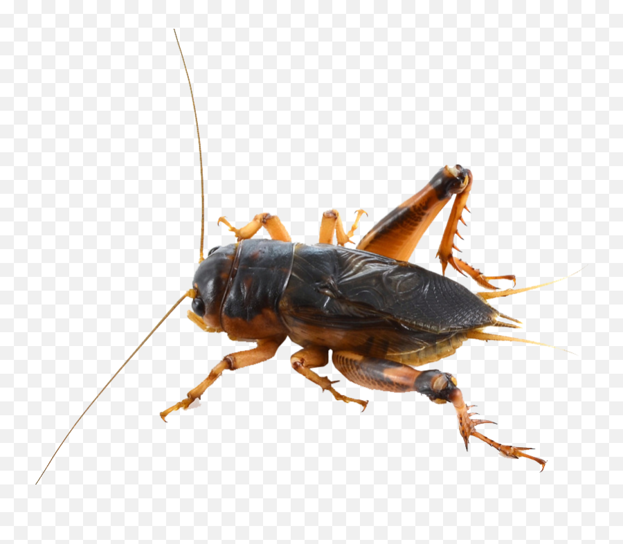 Cricket Insect Png - Cricket Insect Png,Insect Png