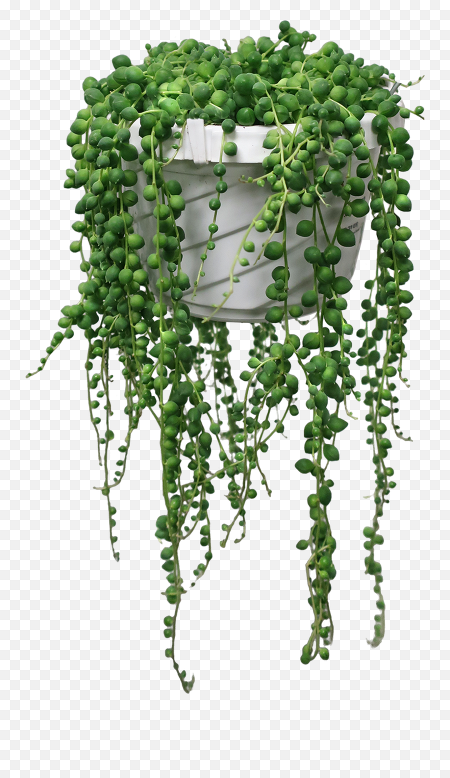 In A Hanging Basket 6 - String Of Pearls Succulent Png,Hanging Plants Png