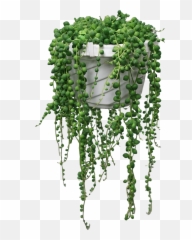 In A Hanging Basket 6 - String Of Pearls Succulent png
