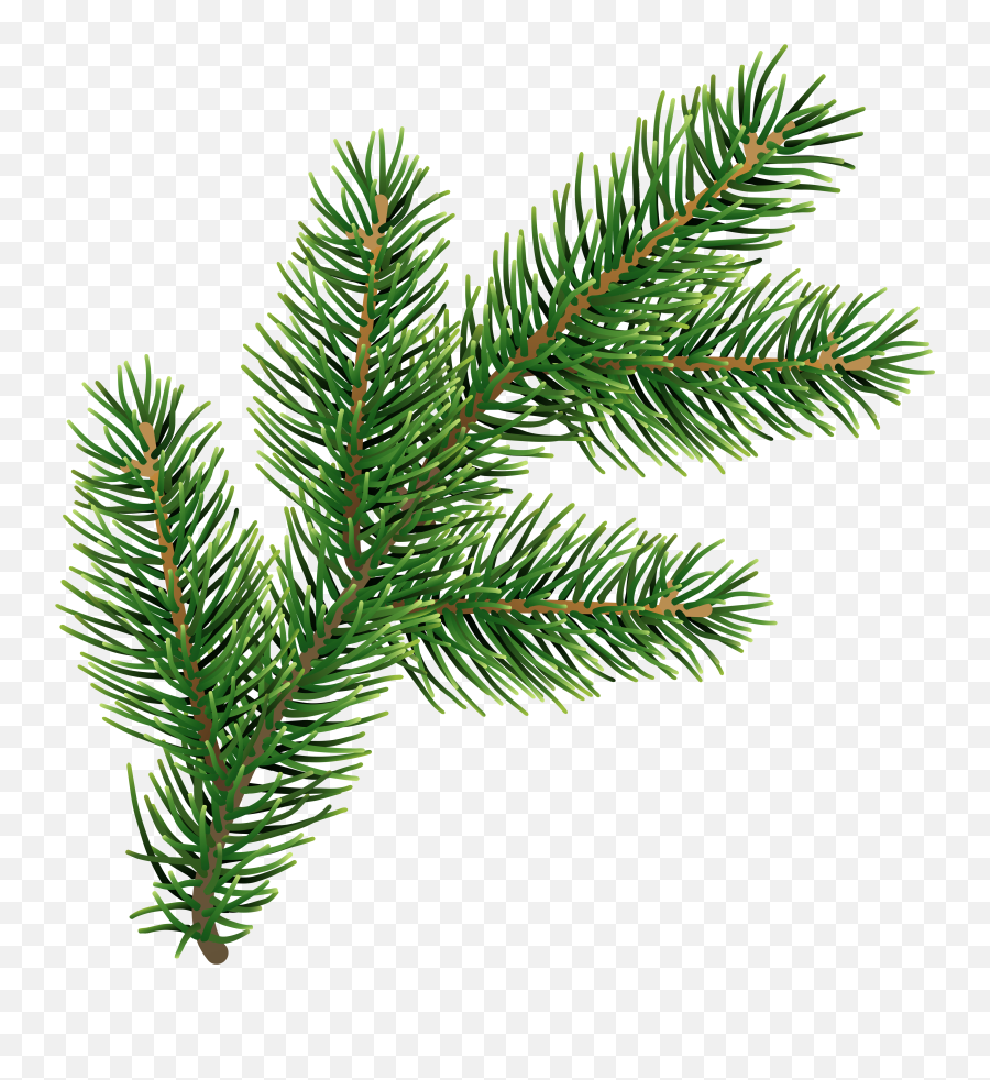 Png Free Pine Leaves - Transparent Pine Leaves Png,Pine Tree Branch Png