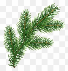 Png Free Pine Leaves - Transparent