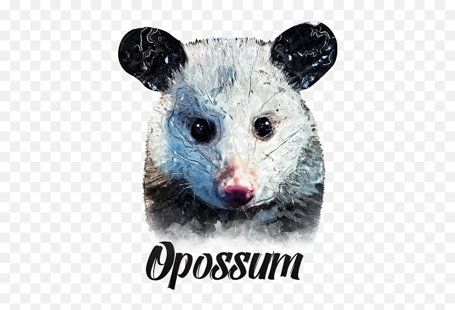 Opossum T - Common Opossum Png,Possum Transparent