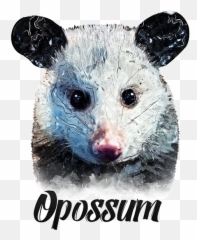 Opossum T - Common Opossum Png,Possum Transparent