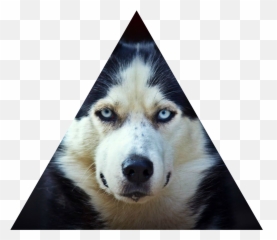 Faze - Hd Jusky Png,Husky Transparent