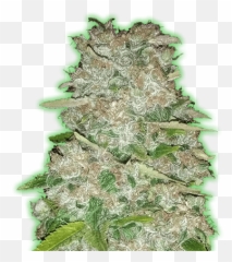 Monster Bruce Banner Cannabis Seed - Monster Genetics Monster Gorilla Glue Png,Bruce Banner Png