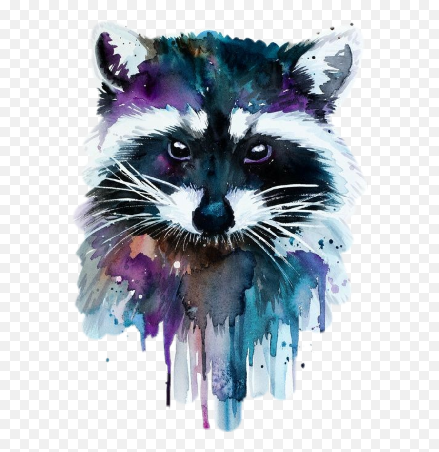 Coloring Raccoon - Raccoon Art Transparent Cartoon Jingfm Watercolor Raccoon Png,Raccoon Transparent