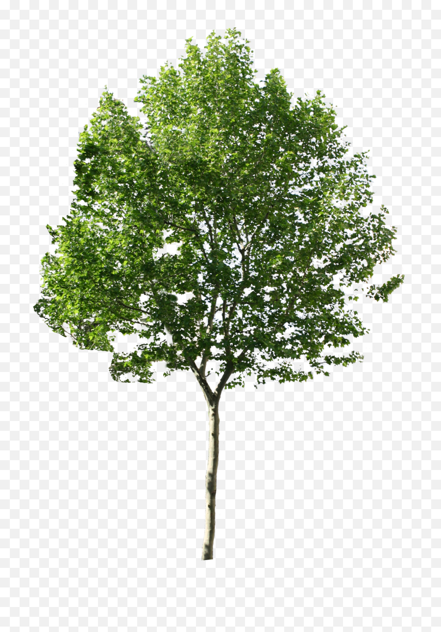 Architecture Trees Transparent U0026 Png Clipart Free Download - Ywd Tree Photoshop,Transparent Trees