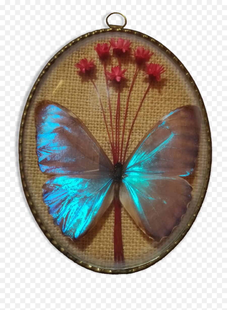 Frame Butterfly Morpho Aureola Selency - Polyommatus Png,Aureola Png