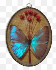 Frame Butterfly Morpho Aureola Selency - Polyommatus Png,Aureola Png