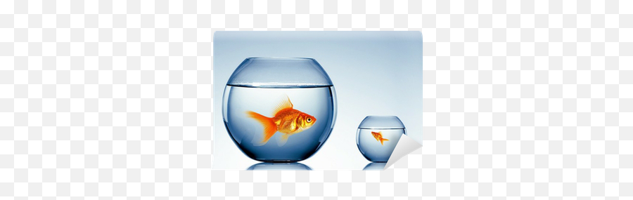 Gold Fish In A Fishbowl Wall Mural U2022 Pixers - We Live To Change Fish Bowl Png,Fishbowl Png