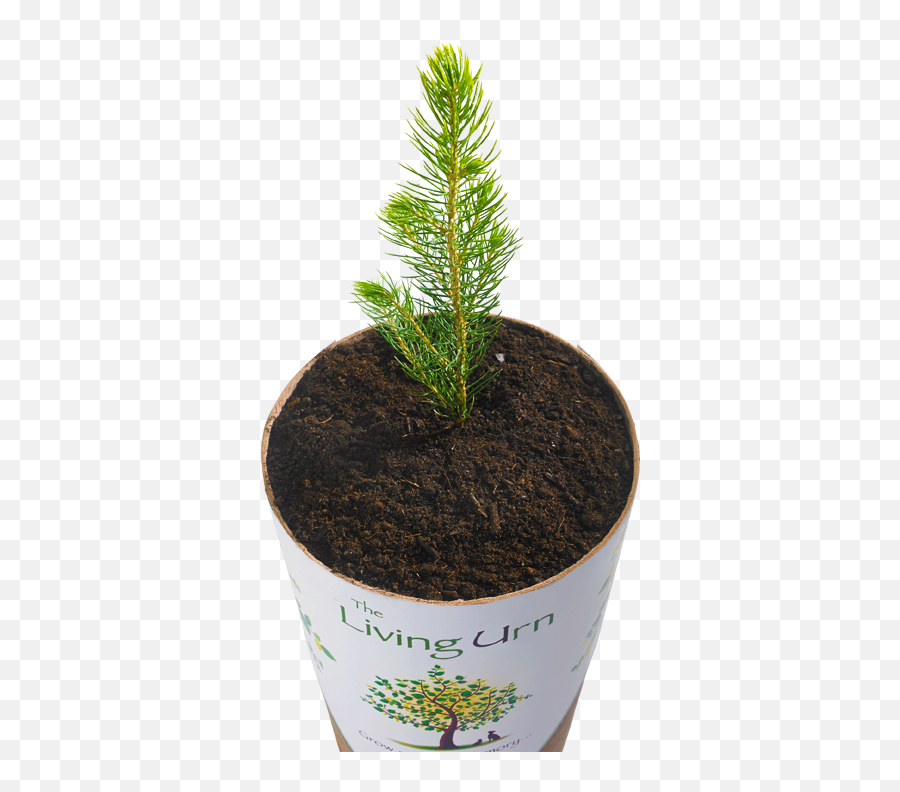 Biodegradable Urnthe Living Urn - Im Pet Portal Flowerpot Png,Seedling Png