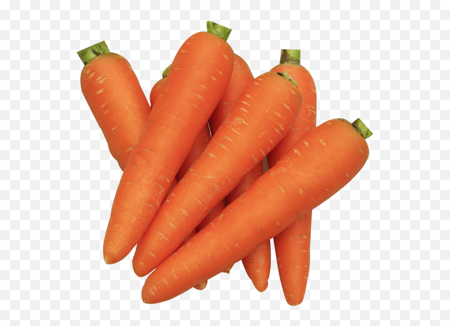 Carrot - Carrot Carrot Png Download 951680 Free Carrot Radish,Zanahoria Png