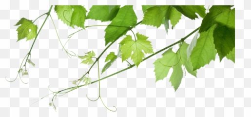 Best Wines - St Ignatius Leaf Background png