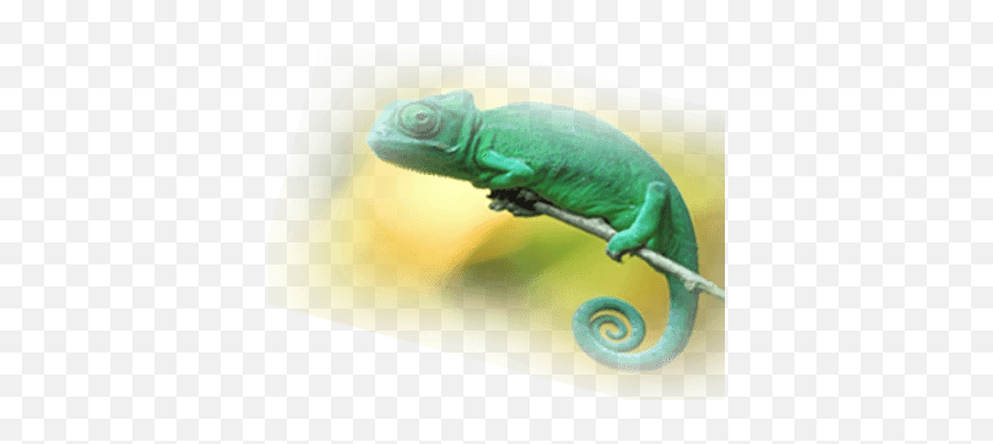 Animal Planet - Common Chameleon Png,Animal Planet Logo Png