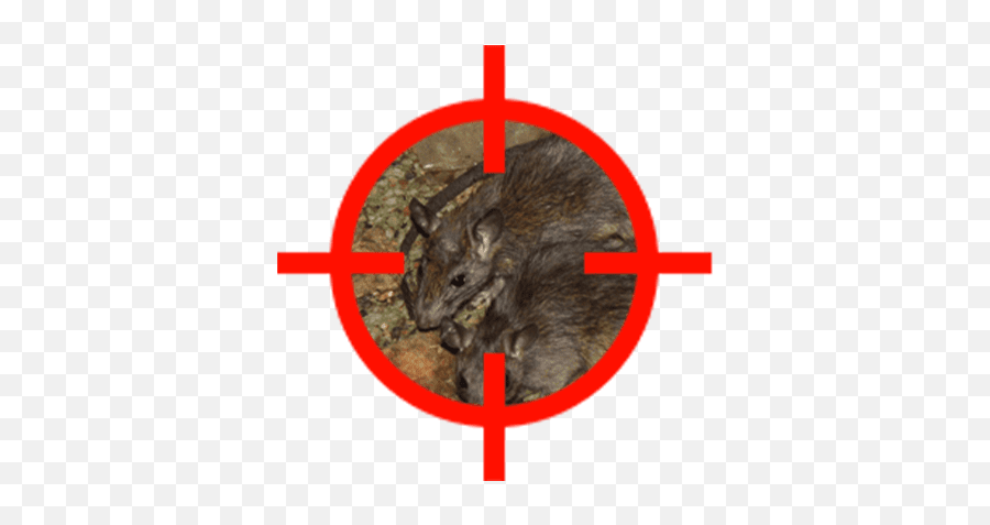 Rodents - Brown Rat Png,Mouse Rodent Icon
