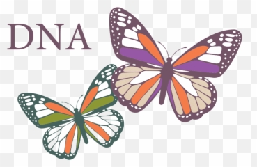 Monarch Nucleic Acid Purification Kits Neb - Butterfly Plus Dna png