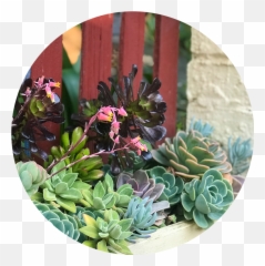 Blog - Fireflyinstitute Houseplant Png,Cacti Png