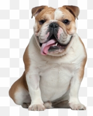 Download Old Bulldog Pug Dog French American English Clipart - Old English Bulldog Png,Pug Transparent Background