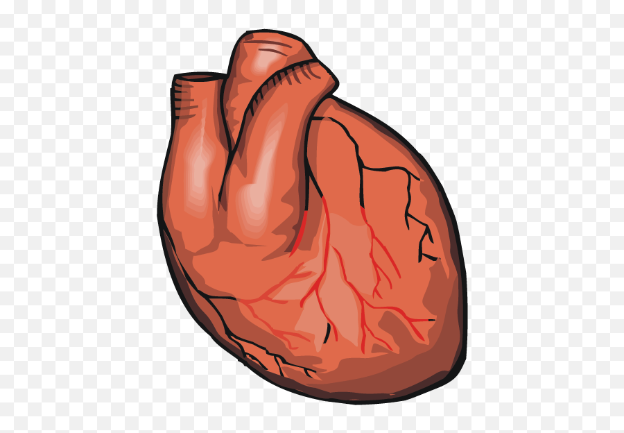 Realistic Heart Transparent U0026 Png Clipart Free Download - Ywd Does A Heart Look Like For Kids,Anatomical Heart Png