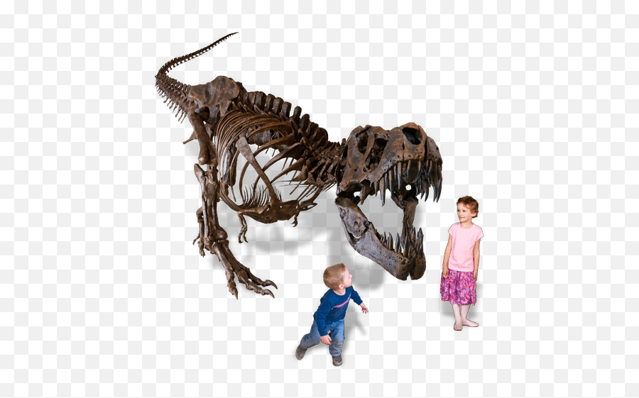 The Museum Black Hills Institute - Black Hills Institute Stan Png,Dinosaur Skull Png