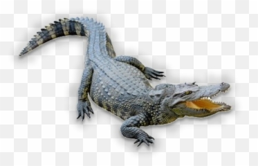 Insta Gator Ranch - Gator Png,Gator Png