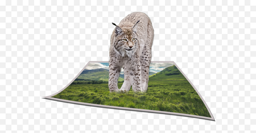 Bobcat 3d Art Free Stock Photo - Public Domain Pictures Eurasian Lynx Png,Bobcat Icon