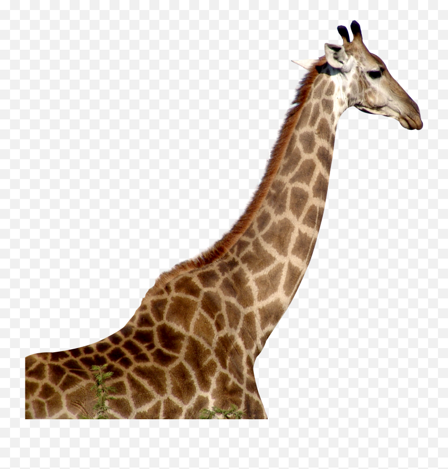 Giraffe Png Transparent Images - Giraffe Png Transparent,Animals Transparent Background