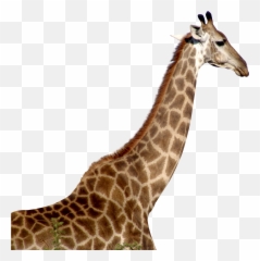 Giraffe Png Transparent Images