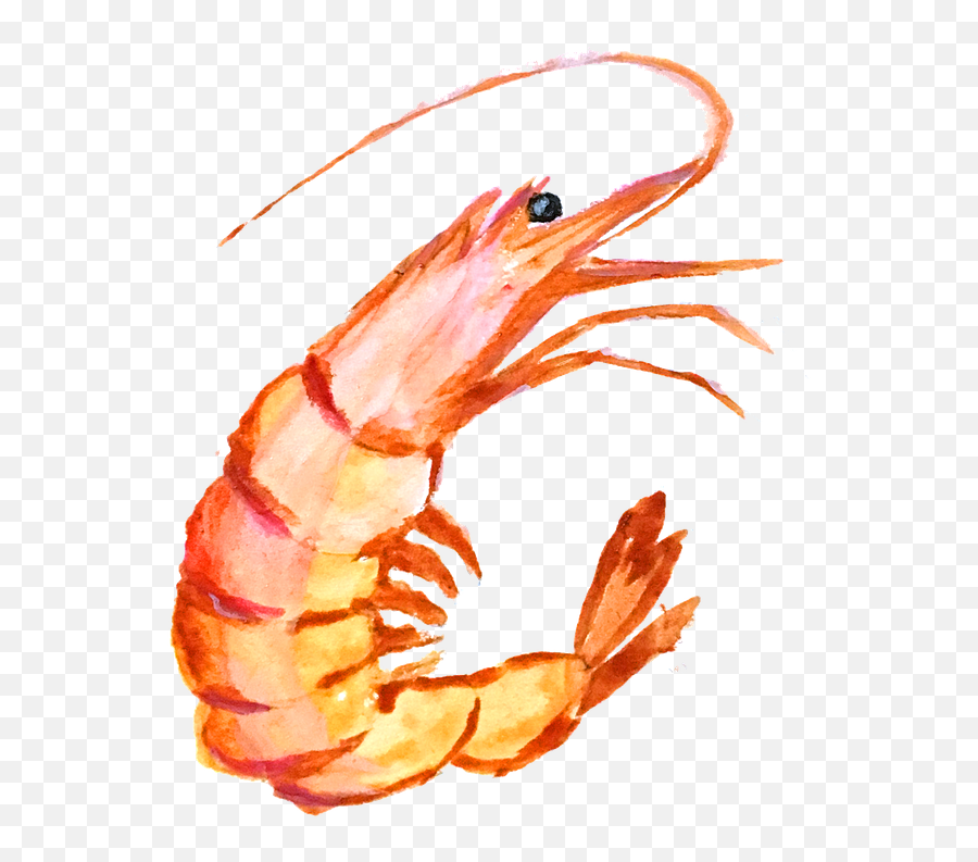Hd Png Transparent Shrimp - Shrimp Clipart,Shrimp Png