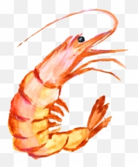 Hd Png Transparent Shrimp - Shrimp Clipart,Shrimp Png