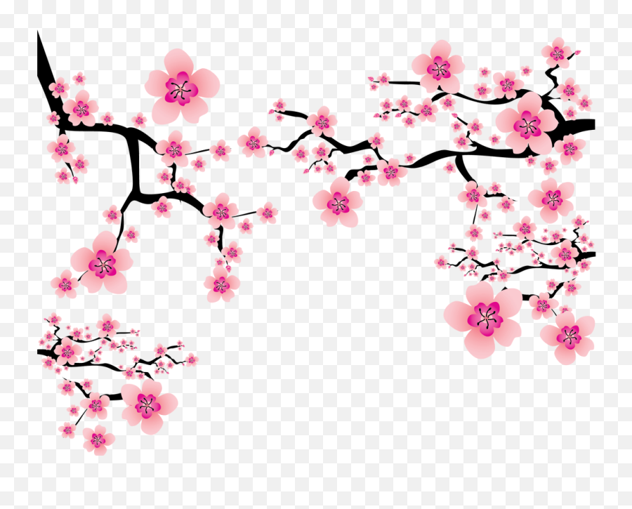 Cherry Blossom Plum Clip Art - Cherry Blossom Png Transparent,Blossom Png