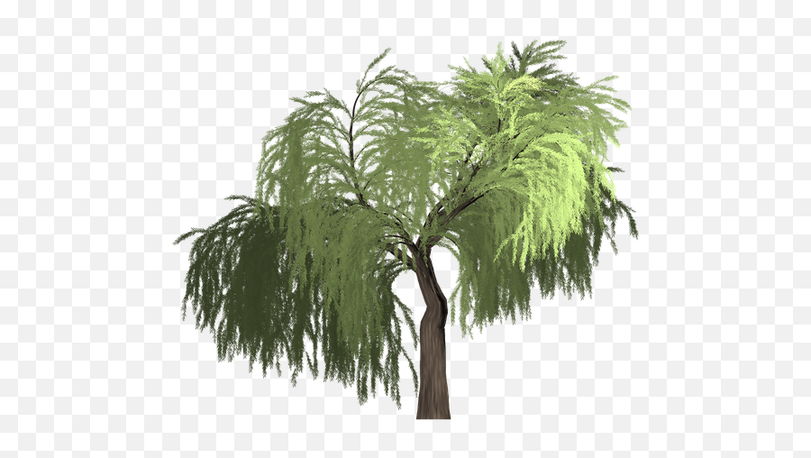 Willow Tree Green - Desert Tree Vector Png,Willow Tree Png