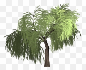 Willow Tree Green - Desert Tree Vector Png,Willow Tree Png