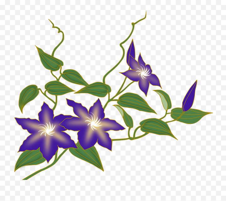 Clematis Flower Vine Purple - Clematis Png,Flower Vine Png