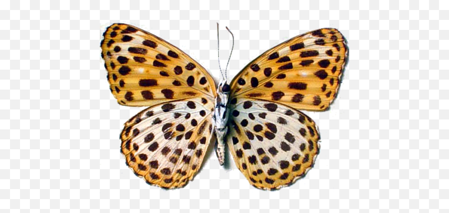 I Am A Leopard Butterfly - Leopard Butterfly Png,Real Butterfly Png