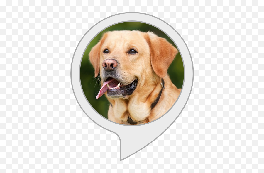 Amazoncom Daily Doggo Alexa Skills - Boys Dog Png,Doggo Png