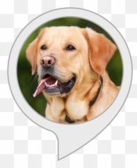 Amazoncom Daily Doggo Alexa Skills - Boys Dog Png,Doggo Png