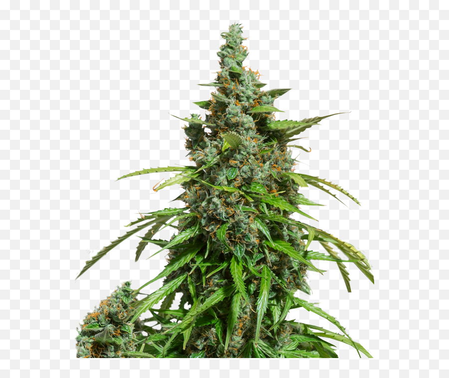 Dutch Passion - Auto Mazar Dutch Passion Png,Marihuana Png