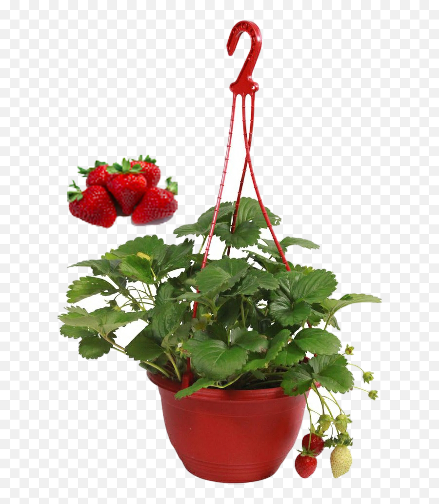 Download Hd Free Strawberry Plant Png - Fraisiers Hiver,Hanging Plants Png