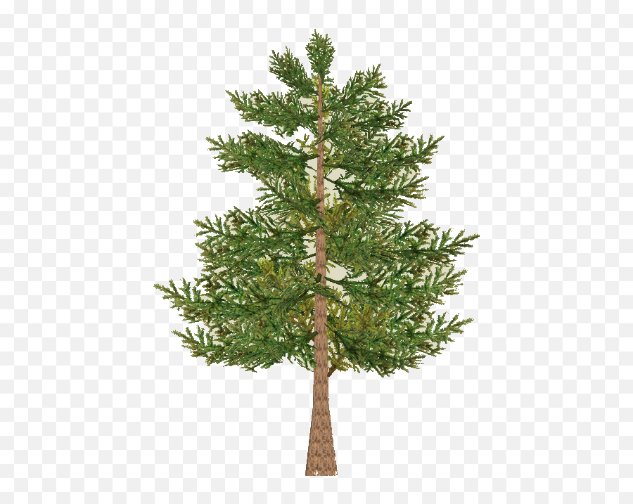 Download Pine Tree Branch Png - Red Pine,Pine Tree Branch Png