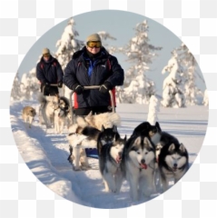 Reviews - Canadian Eskimo Dog Png,Husky Transparent