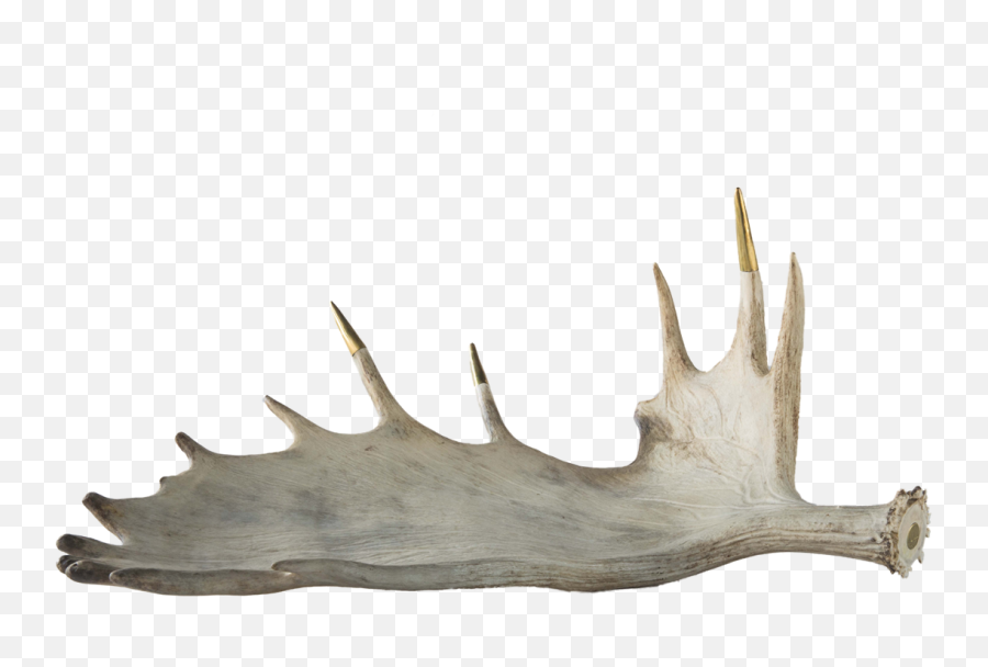 Brass Tipped Moose Antler Png Image - Moose Antler Png,Moose Png